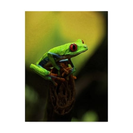 Dana Brett Munach 'Tree Frog' Canvas Art,35x47